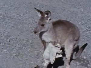 Skippy the Bush Kangaroo View Matt