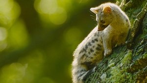 Bosques da Península Ibérica: A Vida no Limite