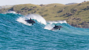 Dolphin Reef (2018)