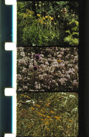 Bouquets 21-24