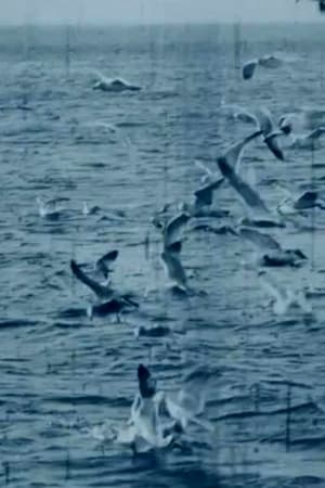 Feeding Seagulls off the Irish Coast