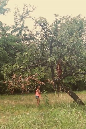 Among the Leaves (2020)