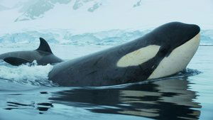 Animals Up Close with Bertie Gregory Antarctic Killer Waves