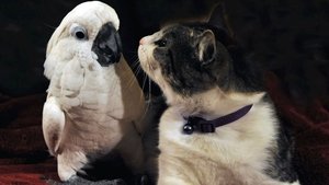 Image The Tale of the Cockatoo and the Kitty Cat