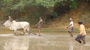 Bison: Kaalamaadan (2025) [Hindi + Tamil]