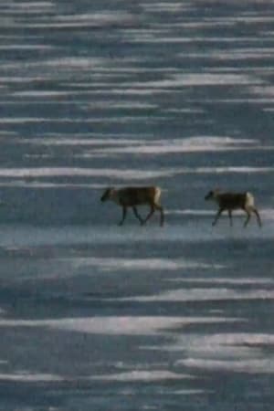 Caribou in the Archive film complet