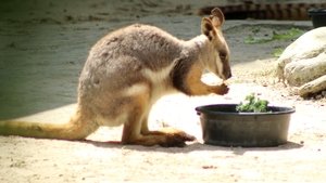 Image Wallaby Welcome