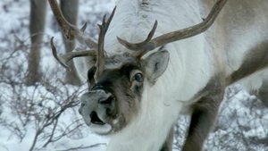 Life in the Snow