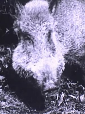Boar Hunt