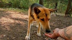 Pit Bulls and Parolees Befriending a Beast