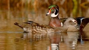 PBS Nature - An Original DUCKumentary