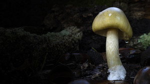 Revealed: Death Cap Murders
