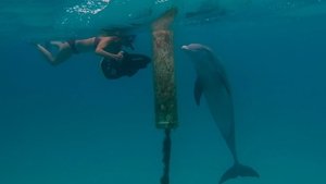 The Bond Dances With Dolphins