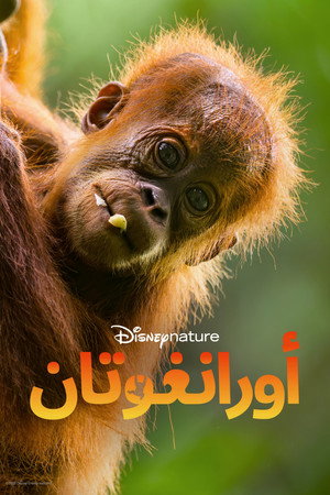 أورانغوتان