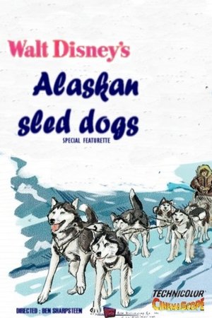 Alaskan Sled Dog poster