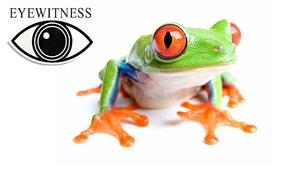 Eyewitness Amphibian