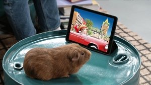 Cochon dingue: 5×47