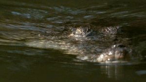 Wild Down Under Island Arks