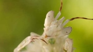 Micro Monsters with David Attenborough Courtship