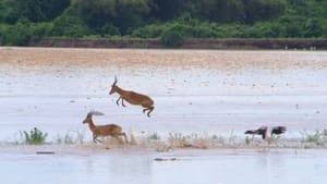 Wild Africa: Rivers of Life Luangwa River