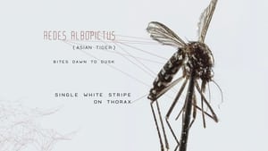 Mosquito lektor pl