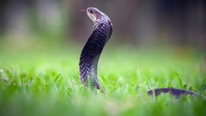 مشاهدة الوثائقي Secrets of the King Cobra 2010 مترجم