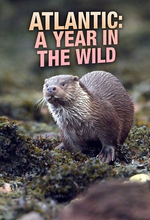 Image Atlantic: A Year in the Wild