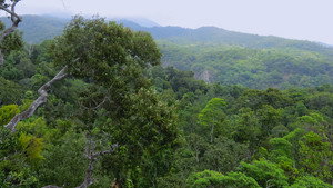Daintree Rainforest Australia of the Origins