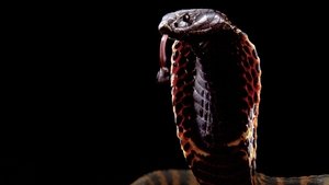 Cobra Mafia (2015)