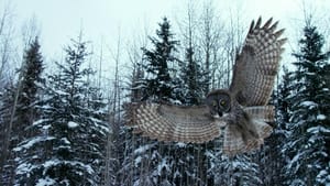 Nature Canada: Surviving the Wild North