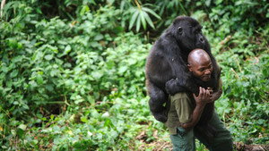 фото  - Смотреть Virunga бесплатно онлайн на Lord-Filmy