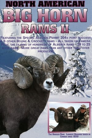 Image Bighorn Rams 2