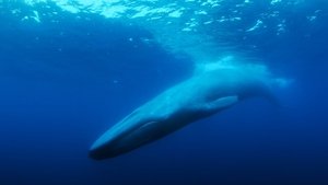 The Loneliest Whale: The Search for 52