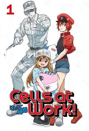 Cells at Work! Season 1 Episode 1 - KissAnime