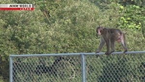 From Foe to Fortune: Living with Nuisance Wildlife