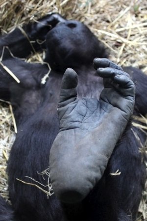 Image Der unsichtbare Zoo