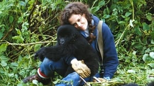 De dimhöljda bergens gorillor (1988)
