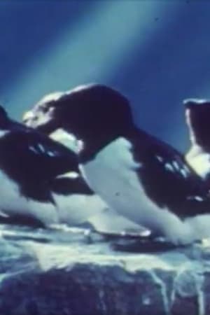 Image Tiere auf Spitzbergen