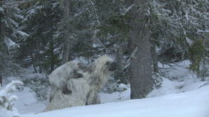 Prehistoric Planet Season 3 Episode 1