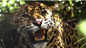 Expedition Artenschutz – Auf der Spur des Jaguars