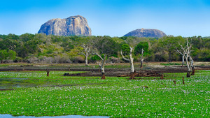 Yala National Park — An Eden in Sri Lanka