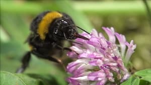 Hummeln - Bienen im Pelz