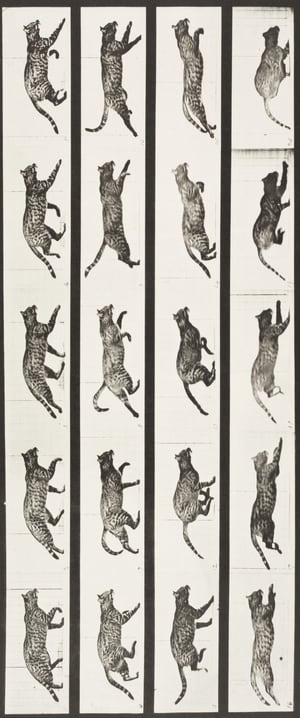 Cat Trotting, Changing to a Gallop poster