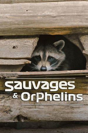 Sauvages et orphelins streaming