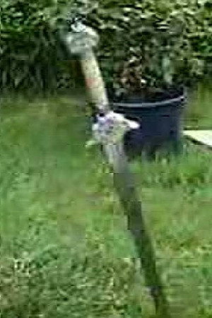Ninja Squaraus