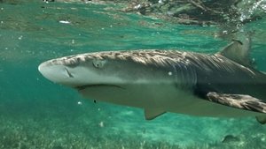 La vie secrète des requins citron