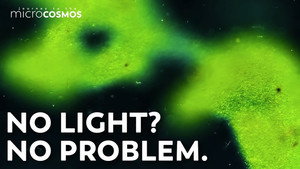 Is It Possible To Photosynthesize In The Dark? still