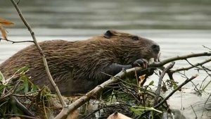 If I Were a Beaver