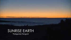 Patagonian Penguins | StreamHub