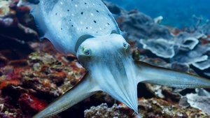 Blue Planet II Season 1 Episode 3 مترجمة